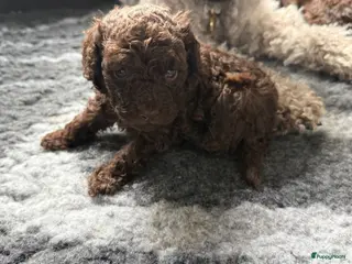Kruising honden Prachtige hypoallergene pups te reserven - Advertentie 1