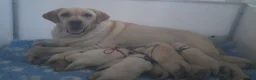 Labrador Retriever honden te koop: Authentieke Gele Labrador Pups Met Stamboom - Advertentie 5
