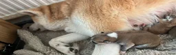 Akita honden te koop: Japanse Akita - Advertentie 10