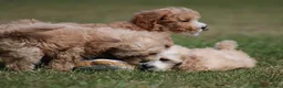 Maltipoo honden te koop: Knappe Maltipoo pups. - Advertentie 20