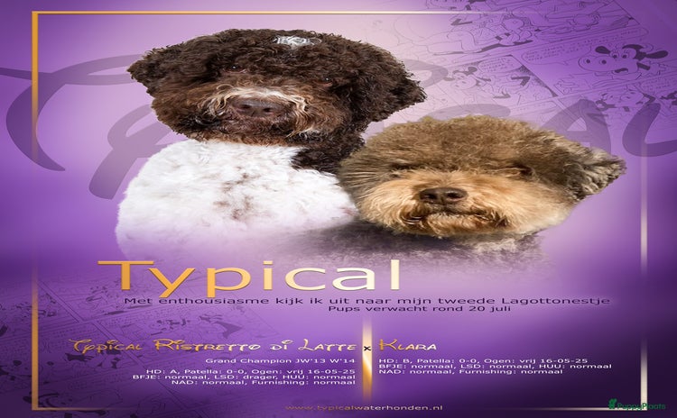 Lagotto Romagnolo honden - Advertentie 7
