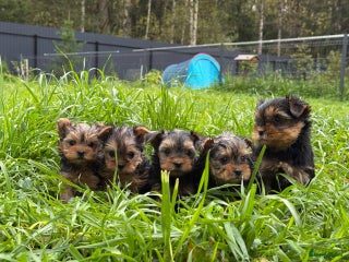 Yorkshire Terriër honden Yorkshire Terrier - Advertentie 1