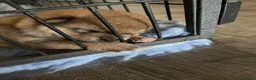 Shiba honden te koop: Mooie Shiba puppy’s zoeken een liefdevol thuis  - Advertentie 11