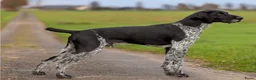 Duitse Staande Hond Draadhaar honden te koop: Slechts nog 2 reutjes beschikbaar in Huizen - Advertentie 6