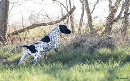 Duitse Staande Hond Korthaar honden te koop: Duitse staande korthaar pups - Afbeelding 2