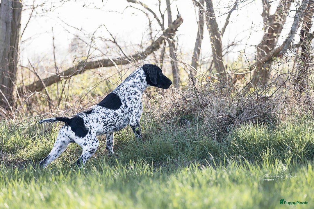 Duitse Staande Hond Korthaar honden te koop: Duitse staande korthaar pups - Afbeelding 2