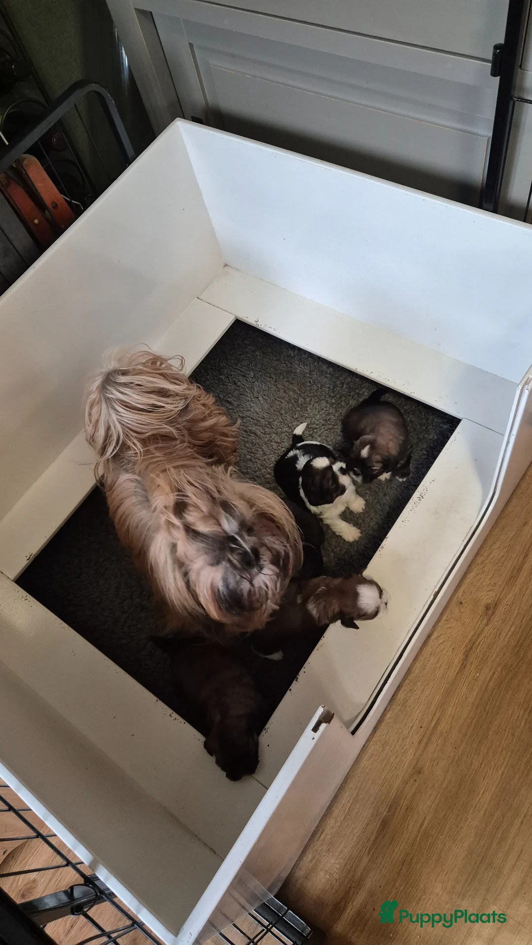 Shih Tzu honden te koop: Shih tzu pups - Advertentie 2