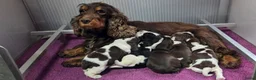 Engelse Cocker Spaniel honden te koop: Engelse Cockerspaniel pups met Stamboom. - Advertentie 4