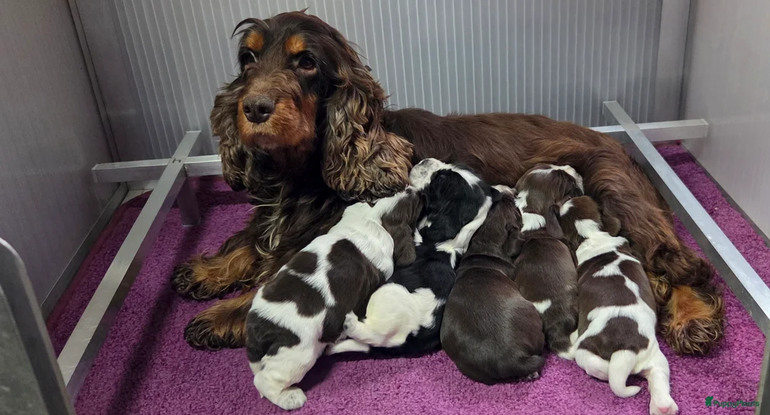 Engelse Cocker Spaniel honden te koop: Engelse Cockerspaniel pups met Stamboom. - Advertentie 4