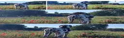 Duitse Dog honden te koop: Duitse Doggen pups in Koewacht - Advertentie 13