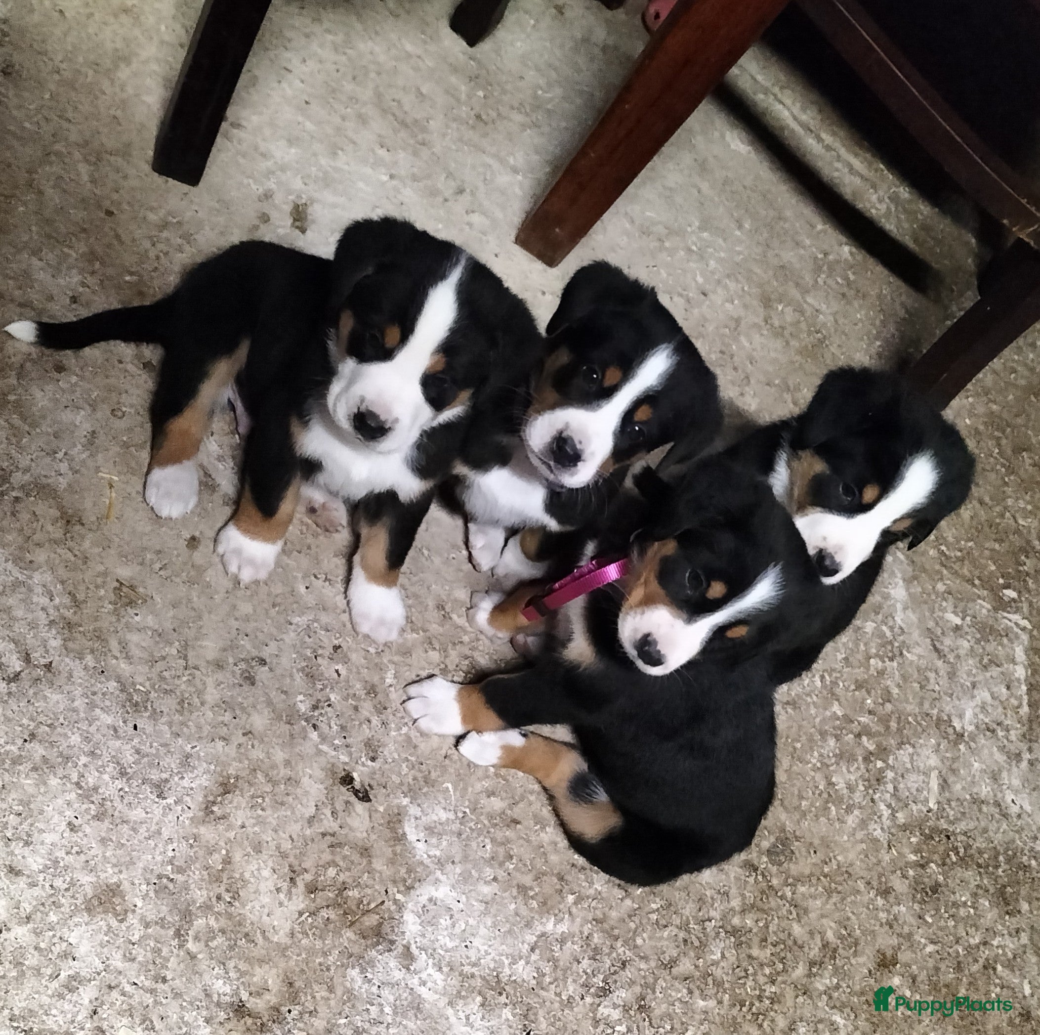 Grote Zwitserse Sennenhond honden Super leuke grote Zwitserse Sennen pups - Advertentie 1