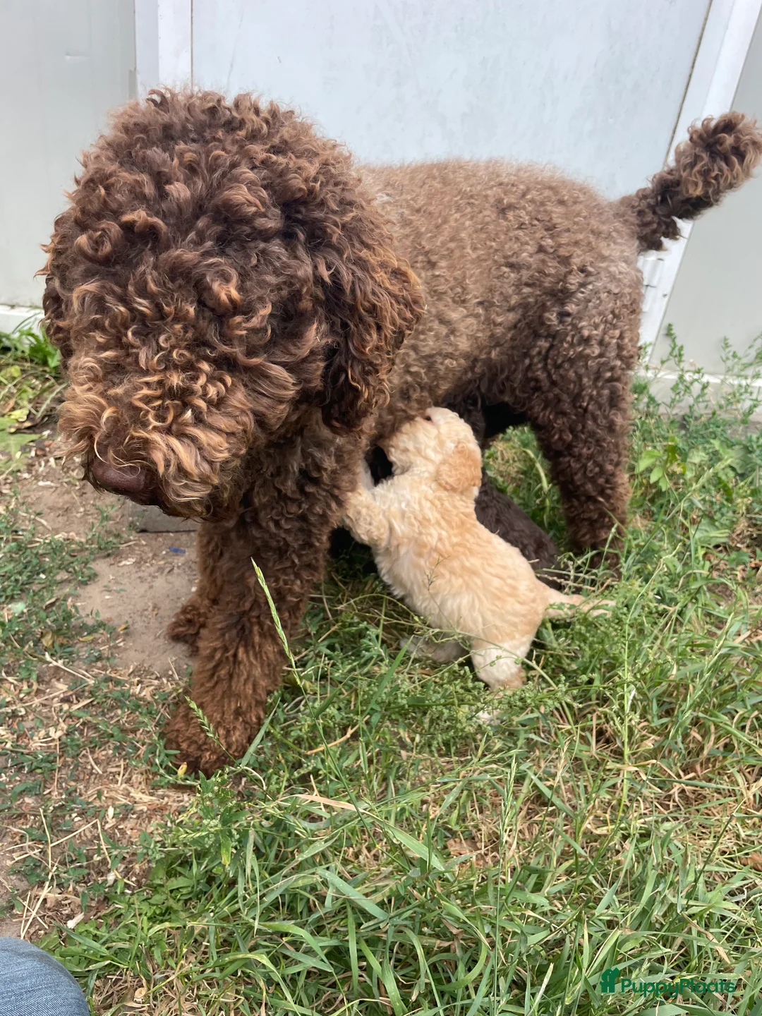 Labradoodle honden te koop: Mooie chocolade Labradoodle pups - Advertentie 7