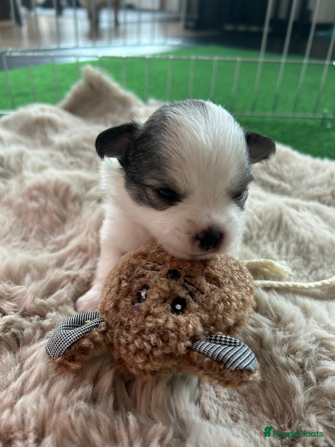 Pomchi honden te koop: Pomchi reutje - Advertentie 29