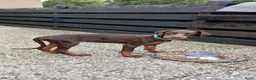 Dobermann honden te koop: Prachtige Dobermann pups - Advertentie 3