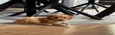 Kruising Puppy 4