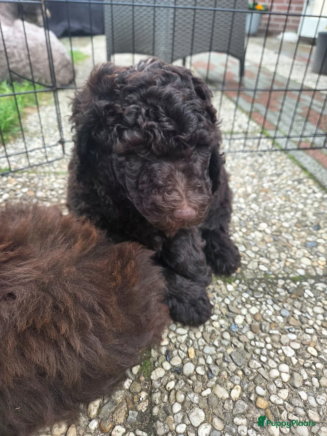 Labradoodle honden te koop: Klaar om te vertrekken naar forever home.. - Advertentie 2