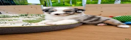 Australian Shepherd honden te koop: Australian Shepherd reutje met stamboom - Advertentie 6