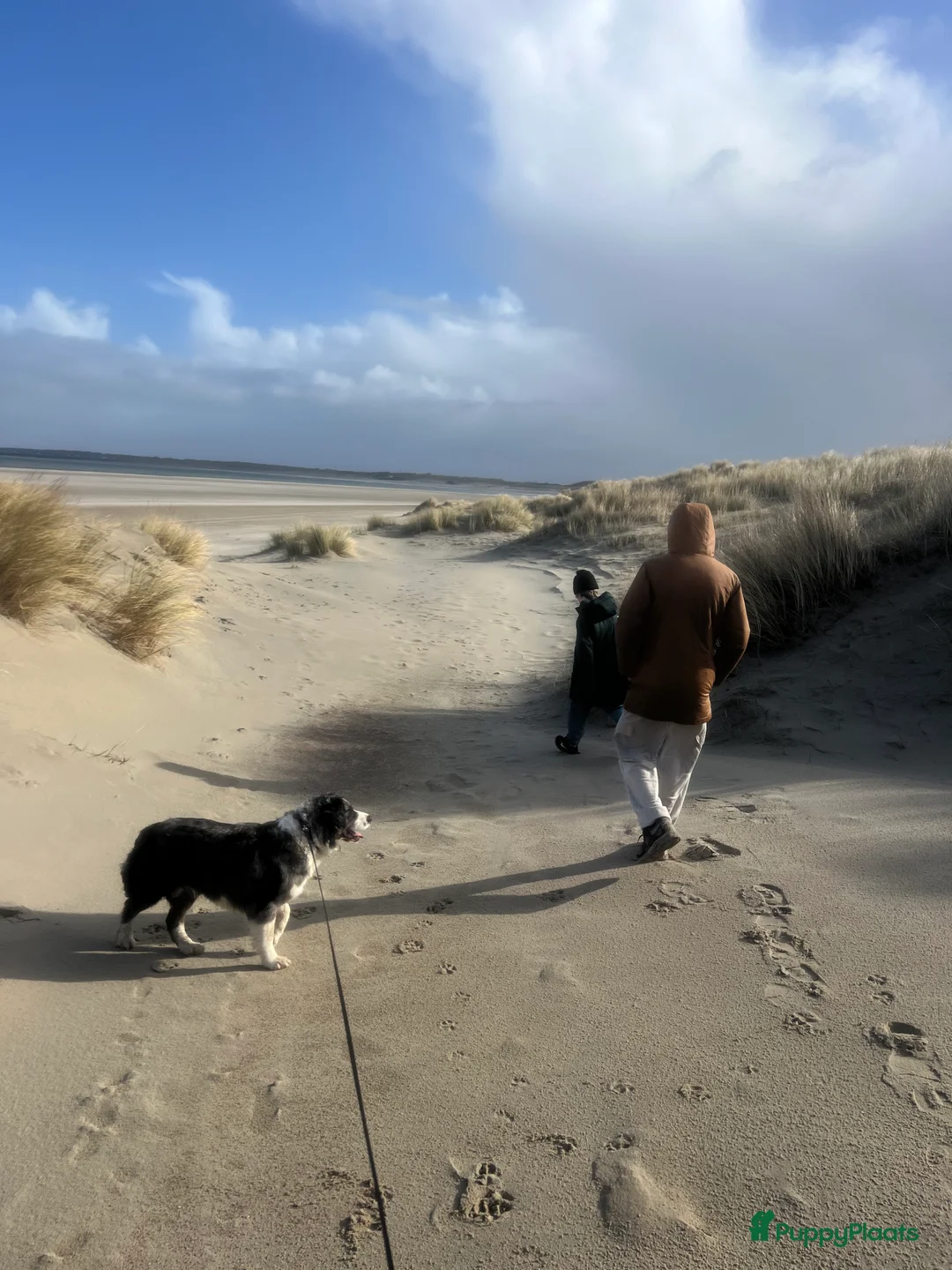 Kruising honden te koop: Prachtige aussidoodle pups - Advertentie 2