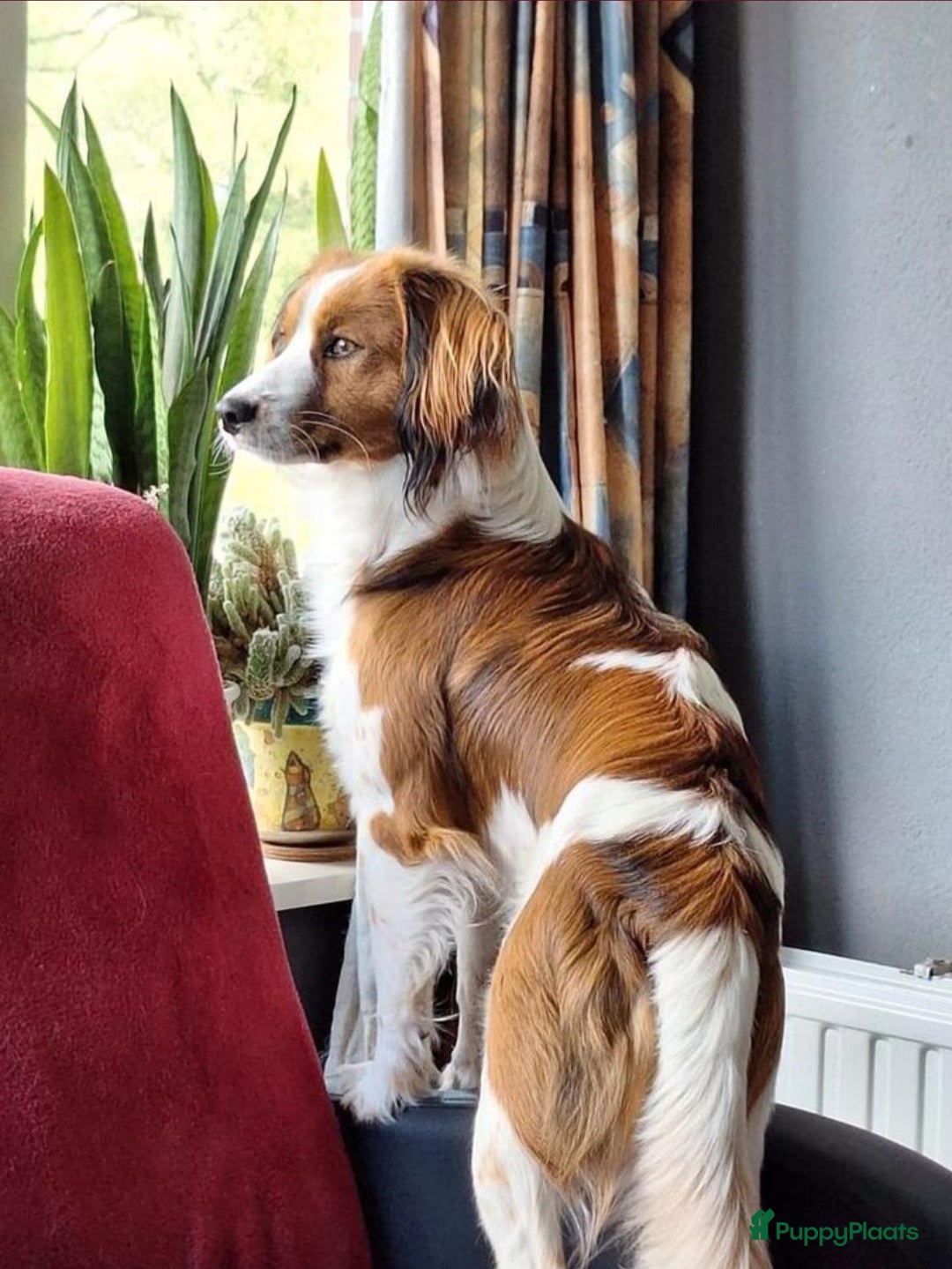 Kooikerhondje honden te koop: 6 Kooiker pups / alle nu gereserveerd!  - Advertentie 11