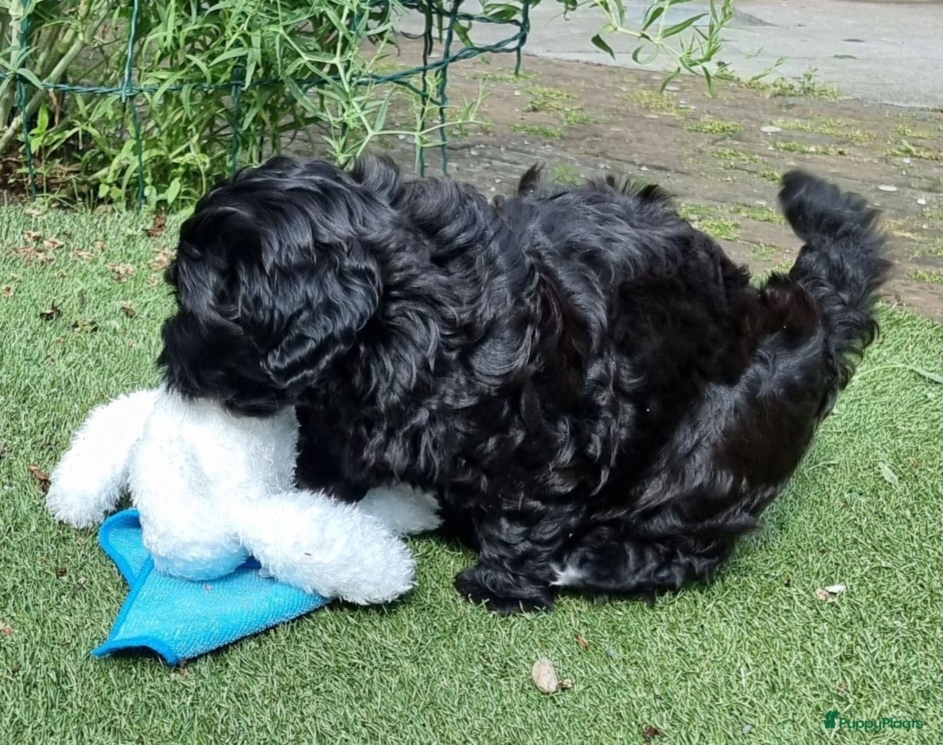 Kruising honden Prachtige pup - Advertentie 1