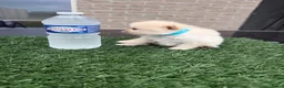 Pomeriaan honden te koop: Twee prachtige raszuivere Pomeranian beschikbaar - Advertentie 8