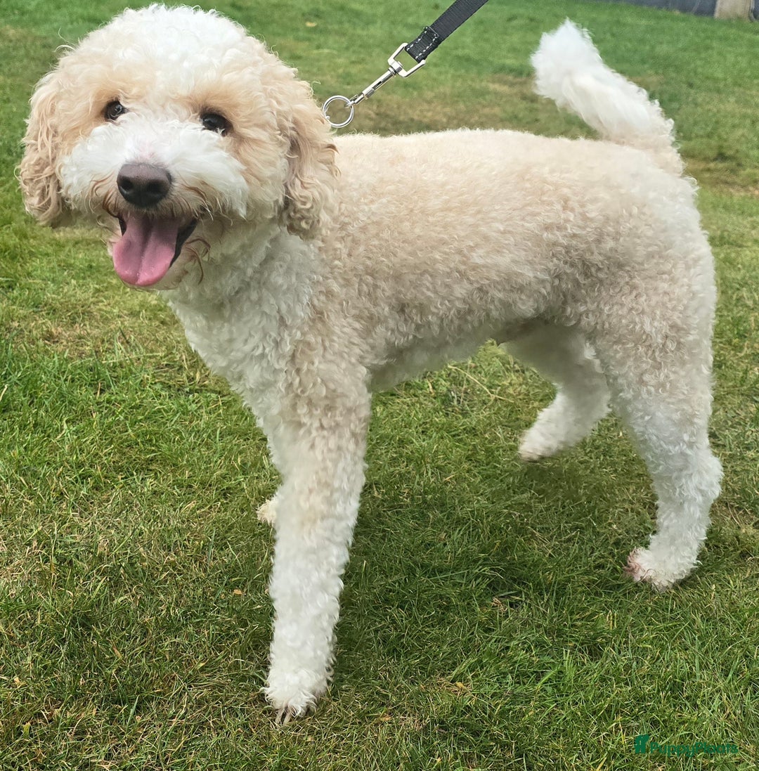 Kruising honden te koop: Goldendoodle multigen reutjes mogen verhuizen - Advertentie 15