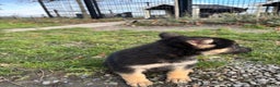 Duitse Herder honden te koop: Duitse herder pups -10 WK- nog 1 pup beschikbaar! - Advertentie 27