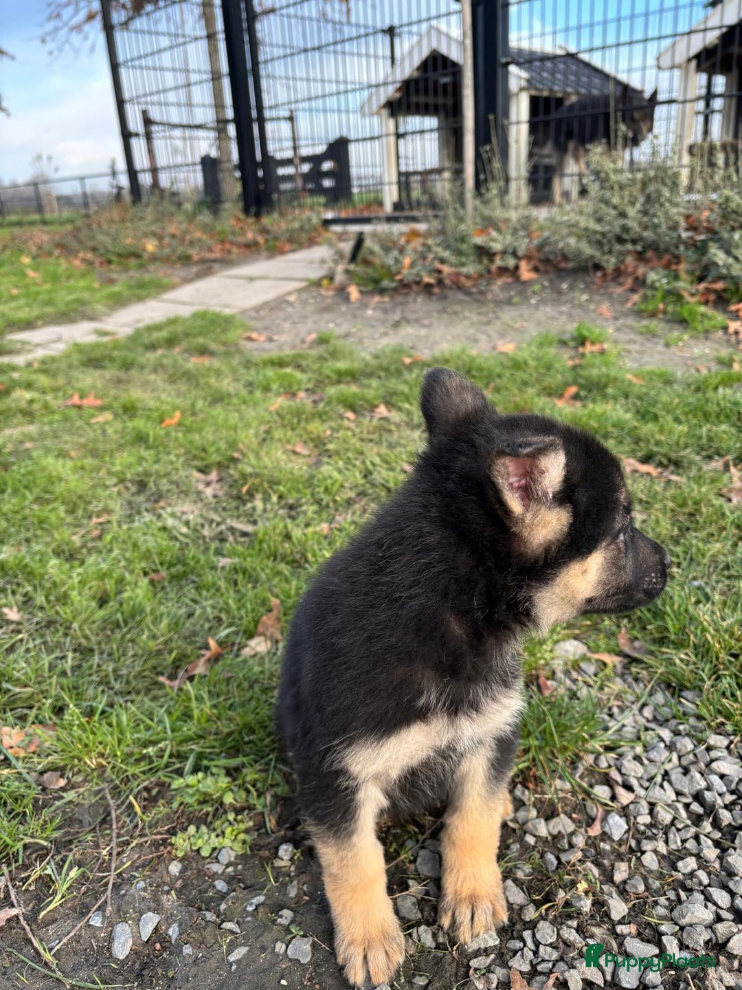 Duitse Herder honden te koop: Duitse herder pups -10 WK- nog 1 pup beschikbaar! - Advertentie 27