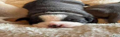 Bob 