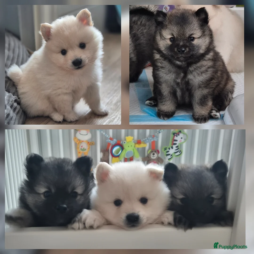 Keeshond honden te koop: Middenslag Keeshond pups - Advertentie 1