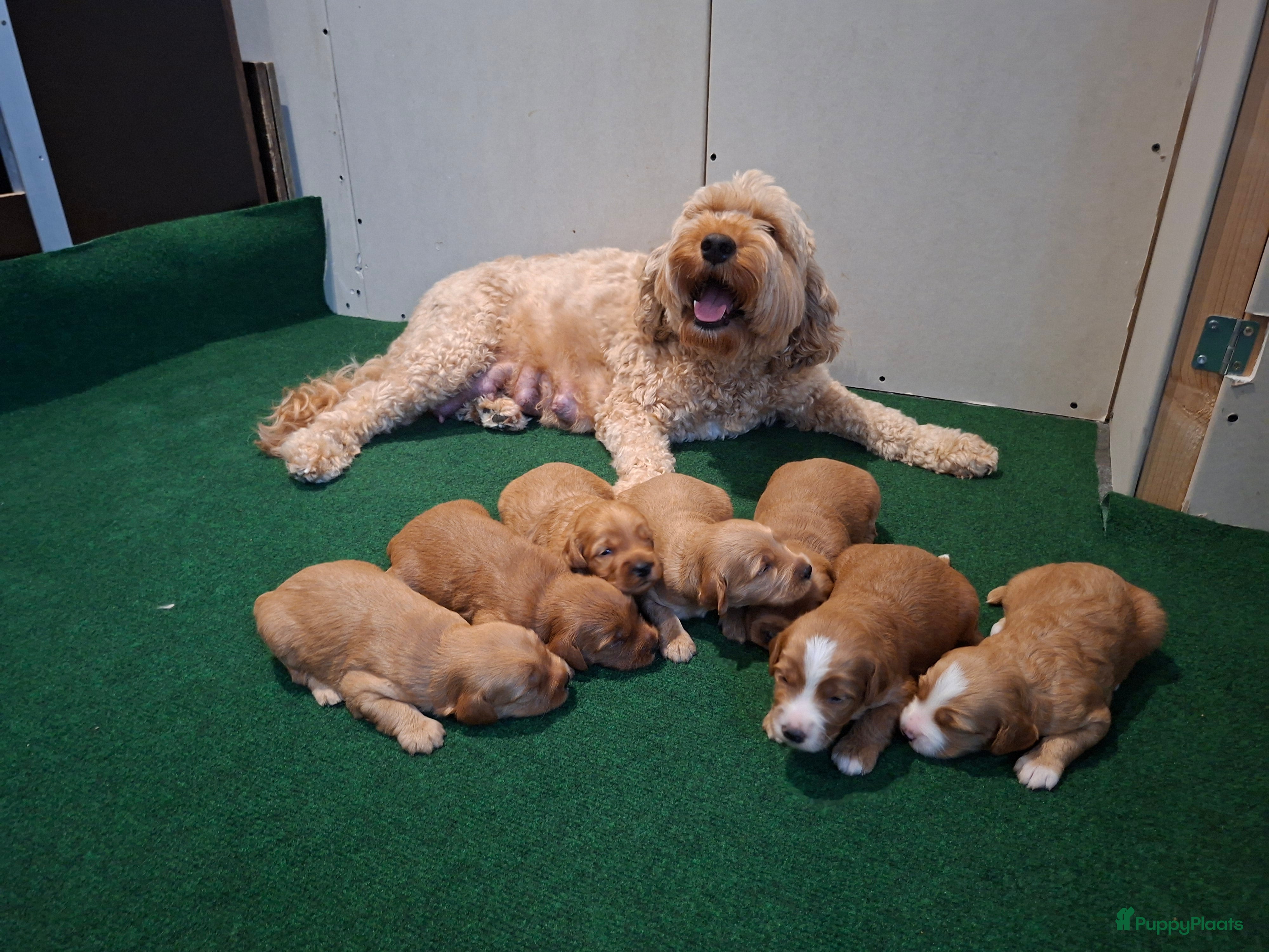 Australian Labradoodle honden Australian labradoodles met stamboom  - Advertentie 4