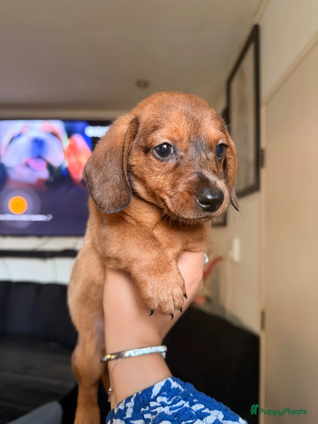 Teckel (korthaar)  honden te koop: Teckel pup - Advertentie 2