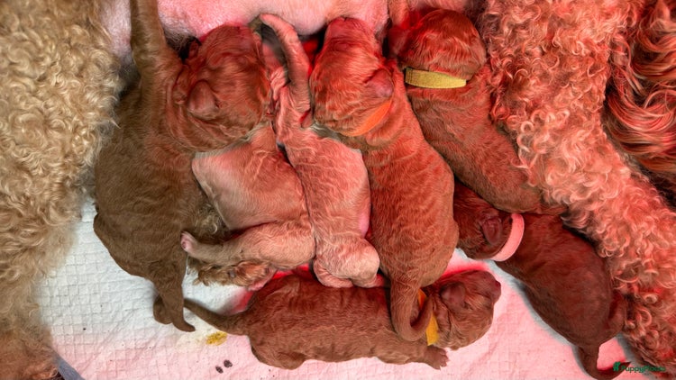 Kruising honden Mini - Medium Labradoodle pups - Advertentie 3