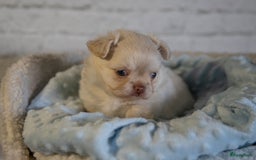 Chihuahua honden te koop: Chihuahua langhaar pupjes - Afbeelding 1