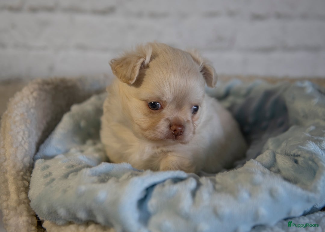 Chihuahua honden te koop: Chihuahua langhaar pupjes - Afbeelding 1
