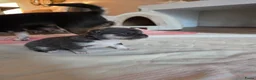 Chihuahua honden te koop: Prachtige blau grijze Chihuahua pup - Advertentie 4