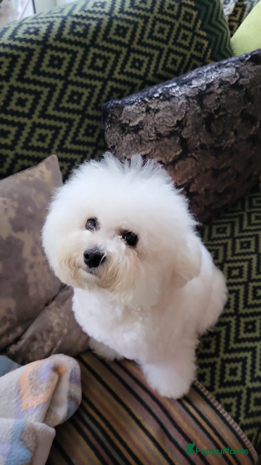 Bichon Frisé honden Prachtige Bichon Frisé met stamboom - Advertentie 1