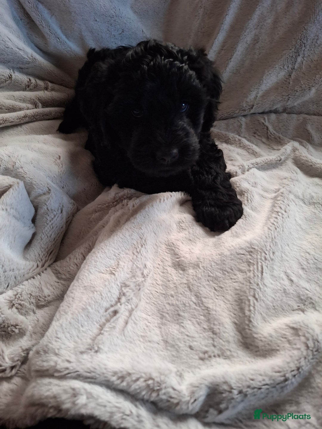 Goldendoodle honden te koop: Goldendoodle teefje - Advertentie 5