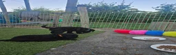 Kruising honden te koop: Mini toypoedel - Advertentie 5