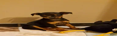 Dwergpinscher Puppy 1