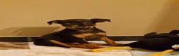 Dwergpinscher honden te koop: Dwergpinschers puppy's  - Advertentie 14