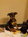 Dwergpinscher Puppy 1