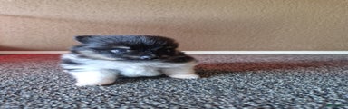 Pomeriaan Puppy 1
