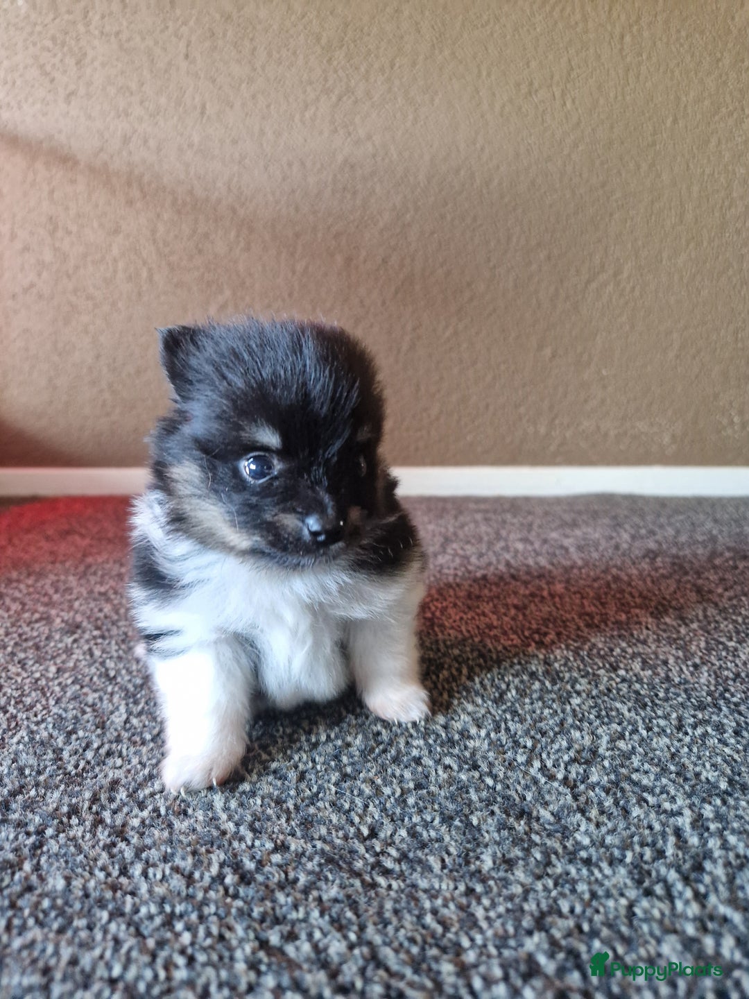 Pomeriaan honden te koop: Pomeriaan pups #panda dog # black and tan  - Advertentie 9