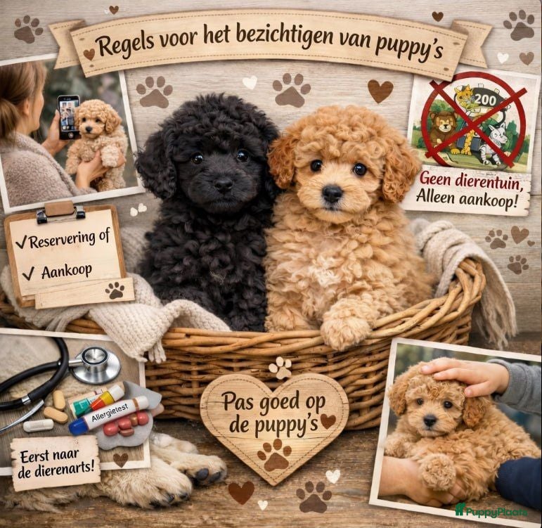 Poedel Toy honden Toy Poedel pups - Advertentie 15