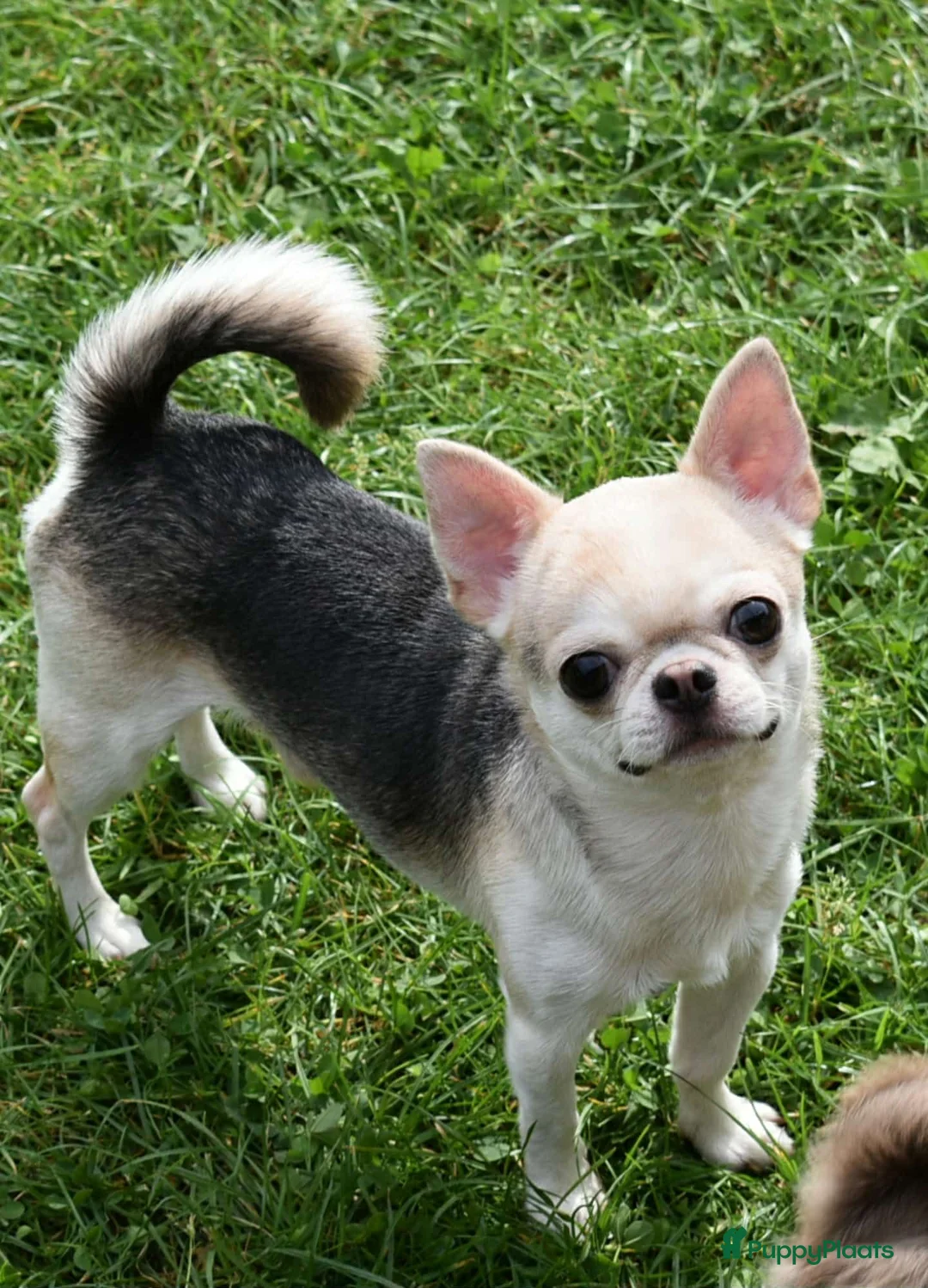 Chihuahua honden te koop: Chihuahua teefje isabelle husky - Advertentie 6