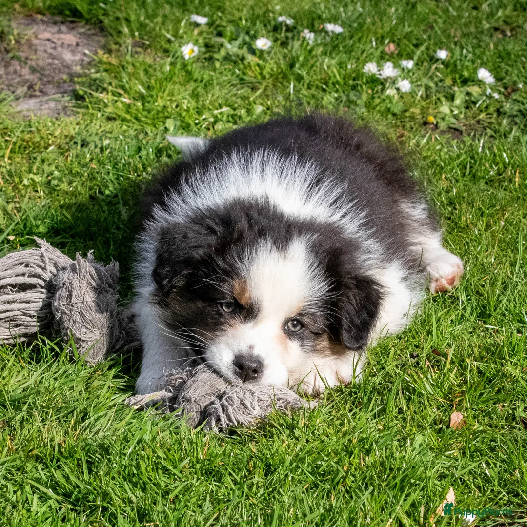 Australian Shepherd honden te koop: Australische Herder pups, super gesocialiseerd 🌸 - Advertentie 2