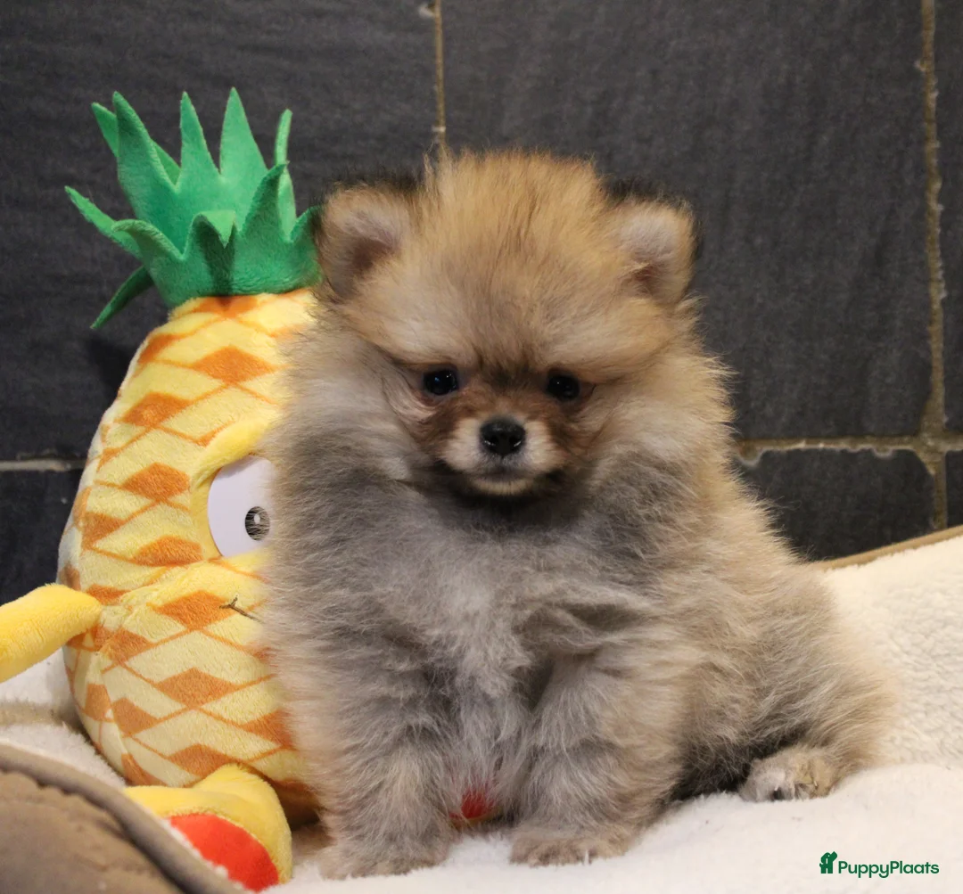 Pomeriaan honden te koop: Pomeriaan pups - Advertentie 19