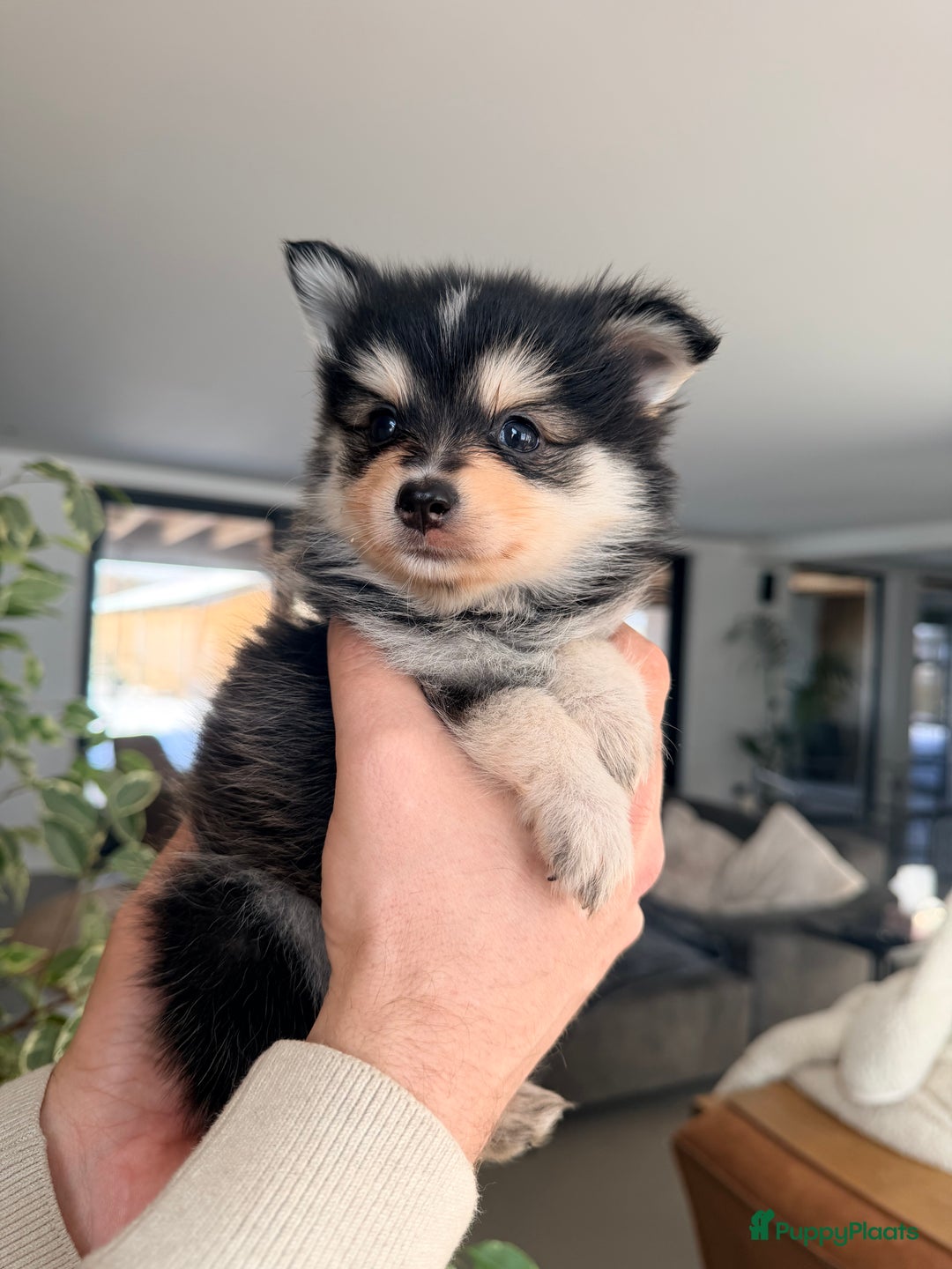 Kruising honden te koop: Prachtige Pomsky pups, in huis opgegroeid - Advertentie 20
