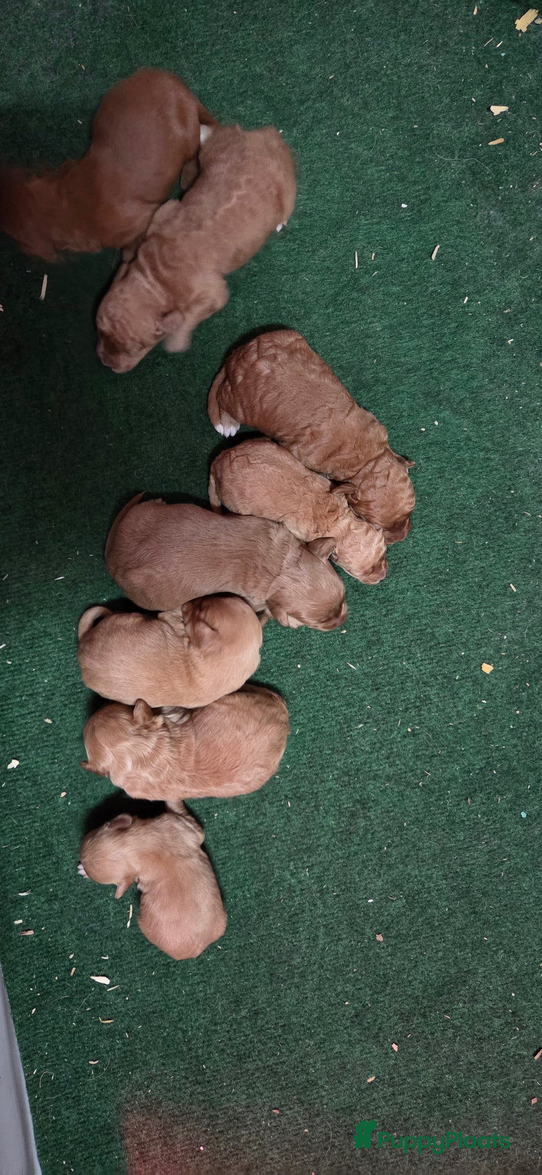 Kruising honden te koop: Mini Labradoodle F3 - Advertentie 8